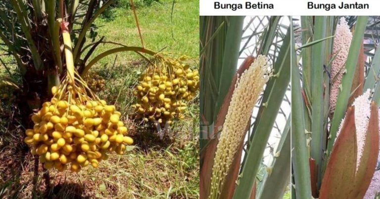 Tanam POKOK KURMA Berbuah, Pendebungaan Perlu Dilakukan Secara Manual!
