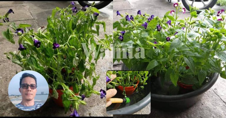 Tip Pokok Layu Kembali Segar, Tak Perlu Curah Air, Rendam Sejam Dalam Besen