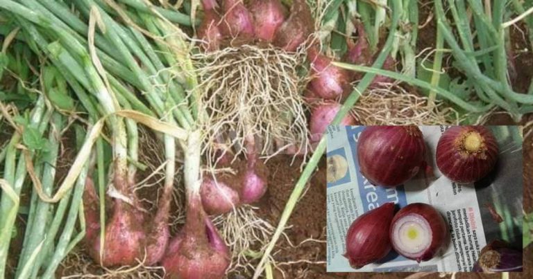 Rupanya Tanam BAWANG MERAH Kena Potong Bahagian Atas, TUNAS Cepat Tumbuh!