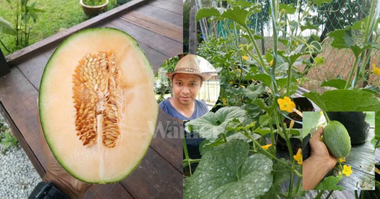 Tanam ROCK MELON Tepi Rumah, Beli Buah Keringkan Biji Jadikan Benih