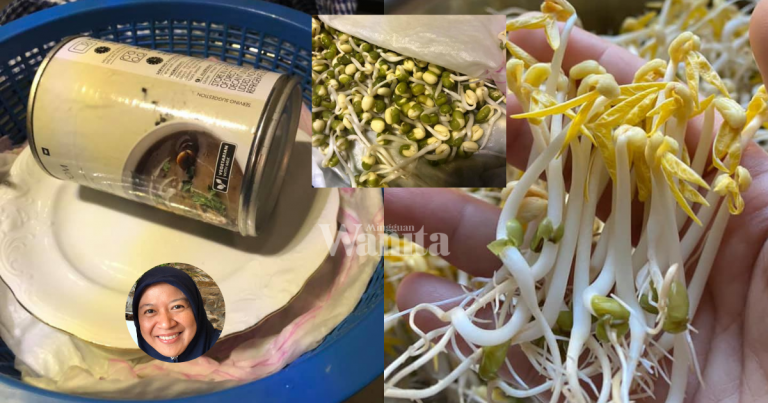 Tanam Taugeh ‘Gemuk’ Kaedah Penapis Dan Hempap, Hari Ke 4 Boleh Makan Hasil