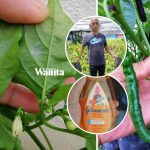 Guna Syampu Baby Dan Cuka, Hilangkan Bena Putih Pada Pokok Cili