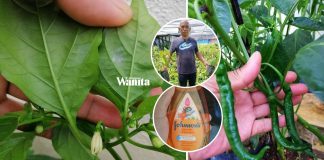 Guna Syampu Baby Dan Cuka, Hilangkan Bena Putih Pada Pokok Cili