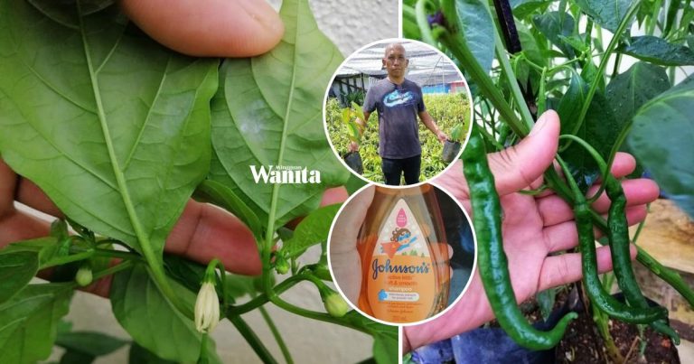 Guna Syampu Baby Dan Cuka, Hilangkan Bena Putih Pada Pokok Cili