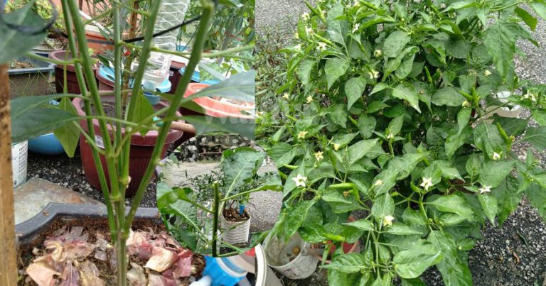 Cantas POKOK CILI Sewaktu Tinggi Sejengkal, Pucuk Baru Naik Merimbun Berbuah Banyak!