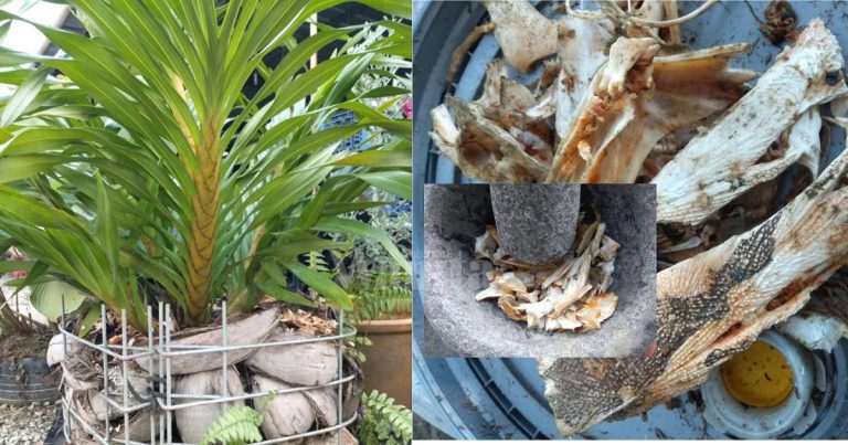 Tabur Tulang Ikan Mayong, Petua Pokok ORKID HARIMAU Berbunga