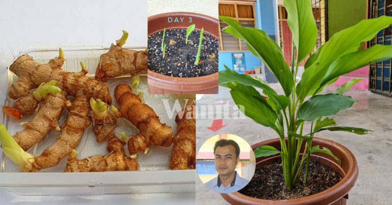Tip Tanam Pokok Kunyit, Siram Air Sedikit Dan Letak Tempat Teduh, Baru Hidup
