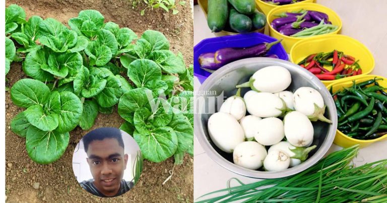 ‘Tangan Panas’ Bukan Punca Tanaman Tak Menjadi, Cuba Bahan Dapur Ini Suburkan Pokok
