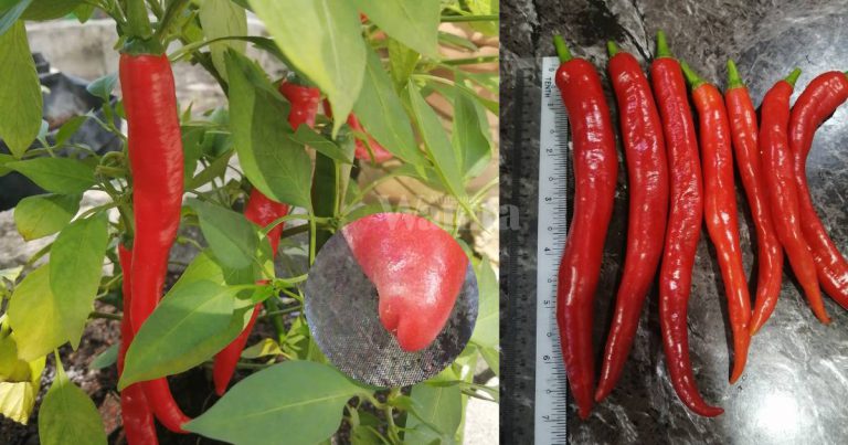 Semai Lada Merah SESUAI Dijadikan Benih Pokok, PILIH Yang Terbelah Hujungnya!