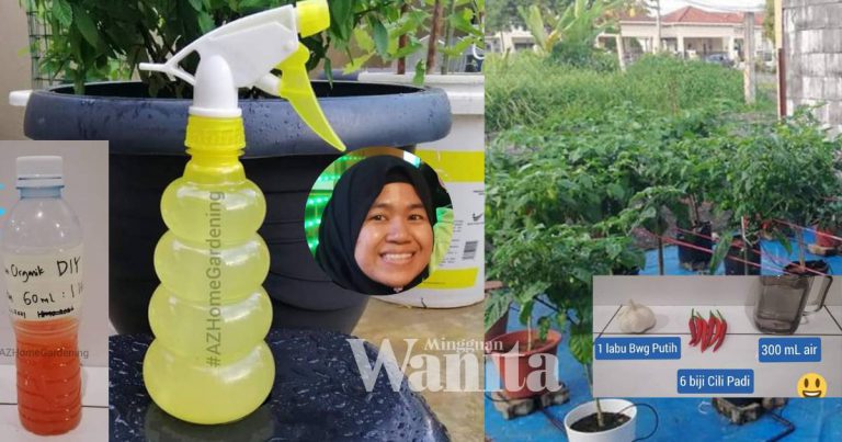 Guna Bahan Dapur Ini Sebagai Semburan Tanaman, Mudah Dan Dijamin Selamat