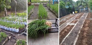 Buat Batas Pokok Kucai, Tanah Berbaja Proses, Lepas 3 Hari Baru Tanam