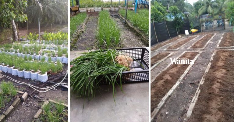 Buat Batas Pokok Kucai, Tanah Berbaja Proses, Lepas 3 Hari Baru Tanam