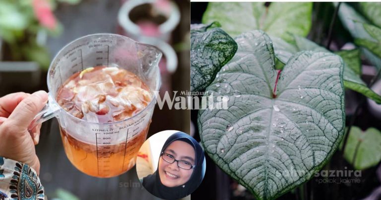 Air Rendaman Kulit Bawang, Buat Siram Tanaman Bagi Cepat Tumbuh Dan Pokok Gemuk