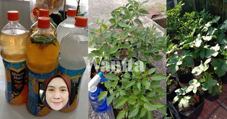 Wanita Ini Kongsi Buat Sendiri Air Semburan Tanaman, Spray Saja, Barulah Hasilnya Berbaloi