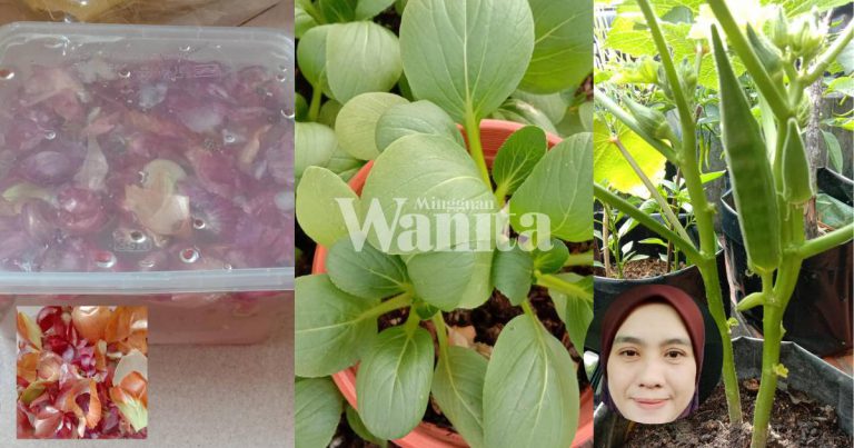 Petua Elak Serangga Tanaman, Sembur Rendaman Kulit Bawang Selama 3 Hari, Selesai Masalah!