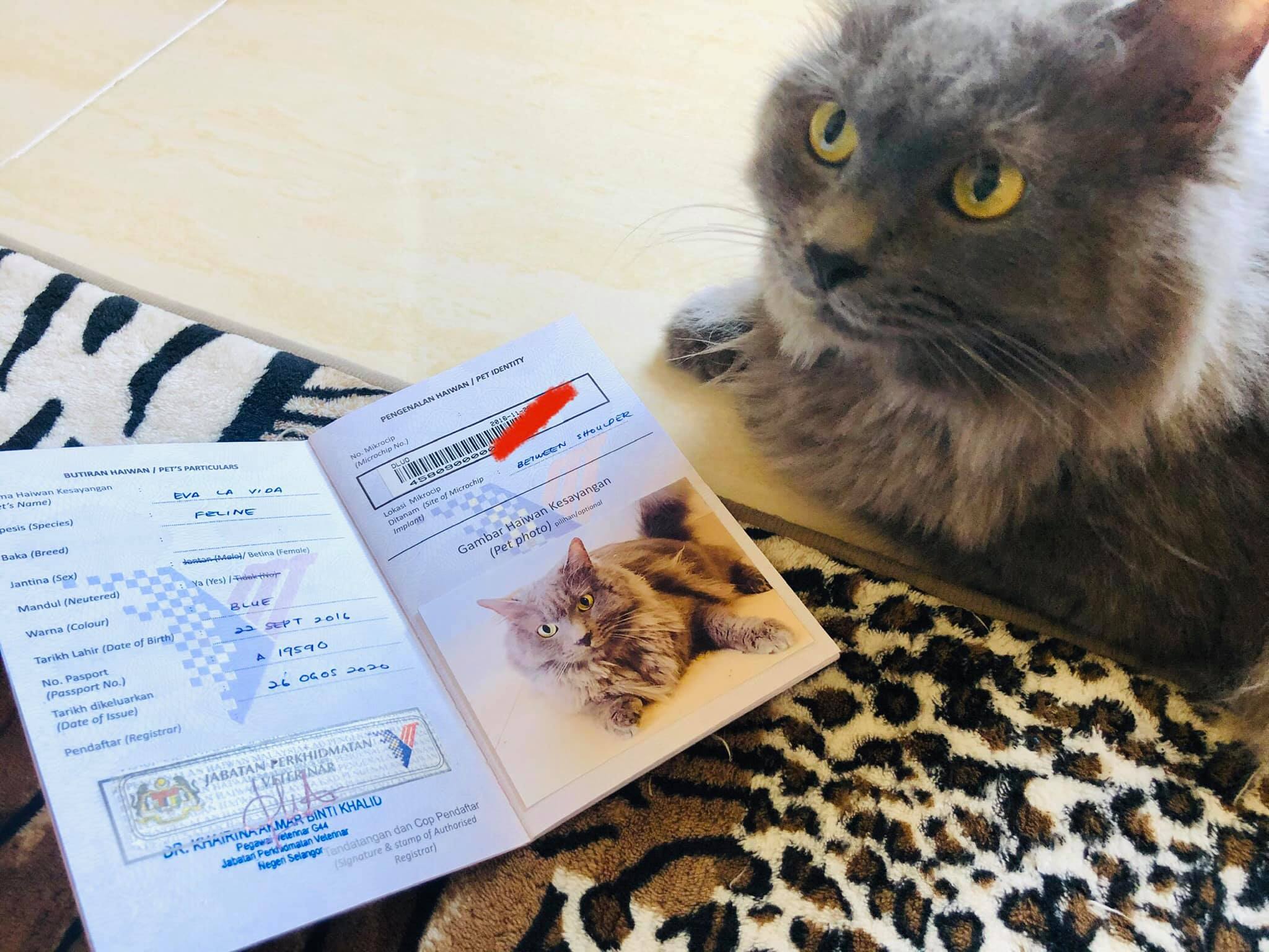 Kad Pengenalan Kucing Kesayangan, Penting Untuk Mengesan Hak Pemilik