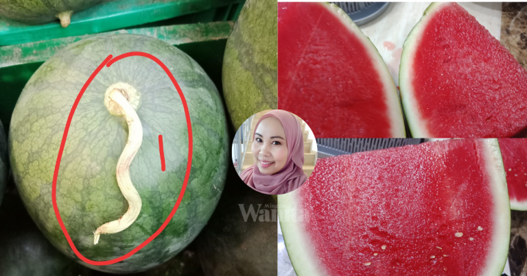 Uncle Cina Ajar Ini Caranya Pilih Buah Tembikai Manis, Merah Cantik!