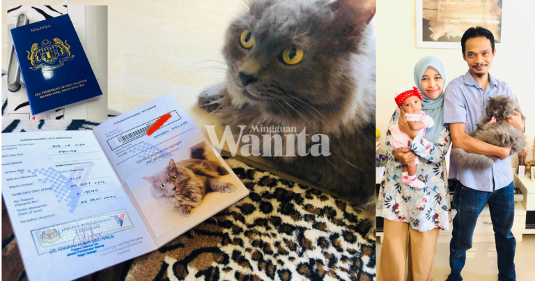 Kad Pengenalan Kucing Kesayangan, Penting Untuk Mengesan Hak Pemilik Yang Sah