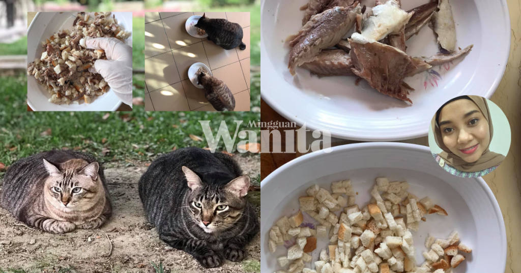 Kucing Sebagai Roti Roti Dan Isi Ikan, Resipi Untuk Gemukkan Kucing, Boleh Cuba!