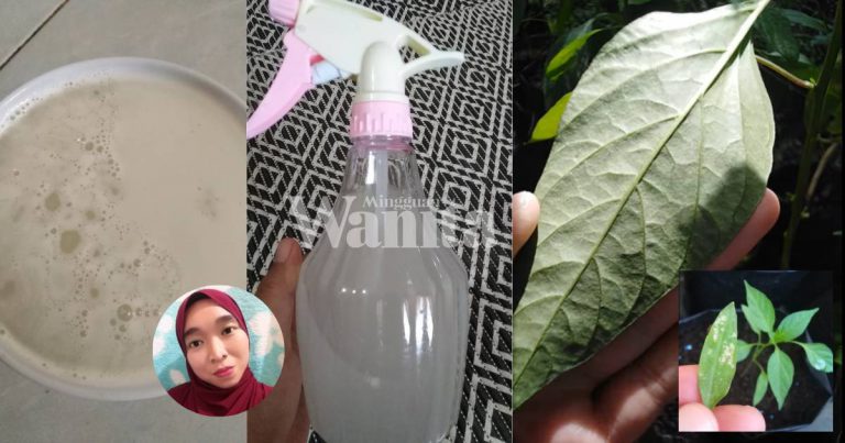 Guna Air Basuhan Beras Untuk Semburan ‘Bena Putih’ Pada Pokok Cili, Mudah, Murah