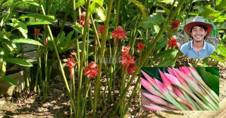 Panduan Lengkap Tanam Pokok BUNGA KANTAN, Berbaloi Buat Jual!