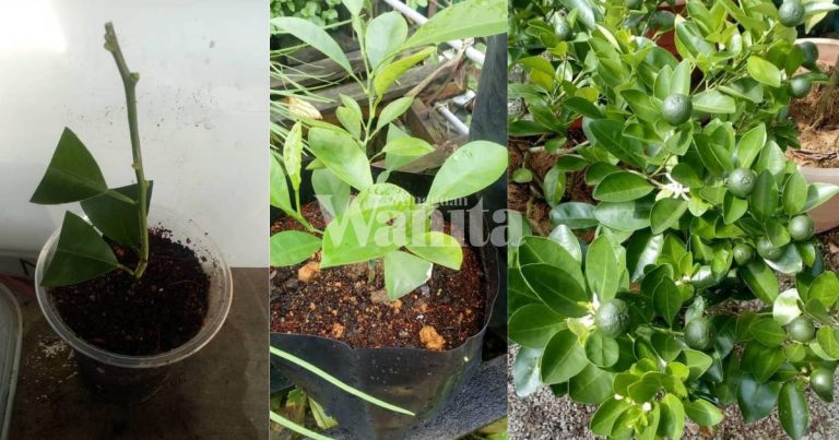 Cara Tanam Pokok Limau Kasturi, Semai Keratan Batang, Nanti Tunggu Petik Saja