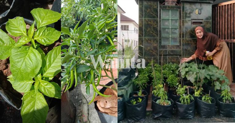 Sebelum Beria Nak Bercucuk Tanam, Kena Tahu Ilmunya Dulu, Baru Pokok ‘Menjadi’