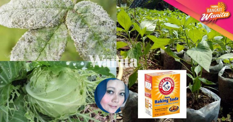 Cara Mudah Untuk Semburan Tanaman, Guna BAKING SODA Gerenti Menjadi!
