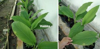 Tanam Kunyit Guna Tanah Cocopeat, Bawah Teduhan, Hasilnya Daun Lebar-lebar