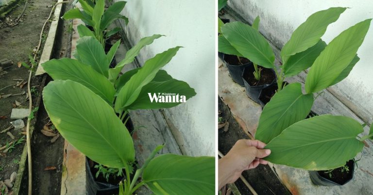 Tanam Kunyit Guna Tanah Cocopeat, Bawah Teduhan, Hasilnya Daun Lebar-lebar