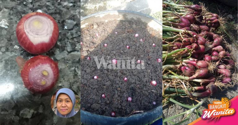 Tip Tanam Bawang, Potong Sedikit Atas Bawah, Benam Dalam Tanah, Baru Hidup!