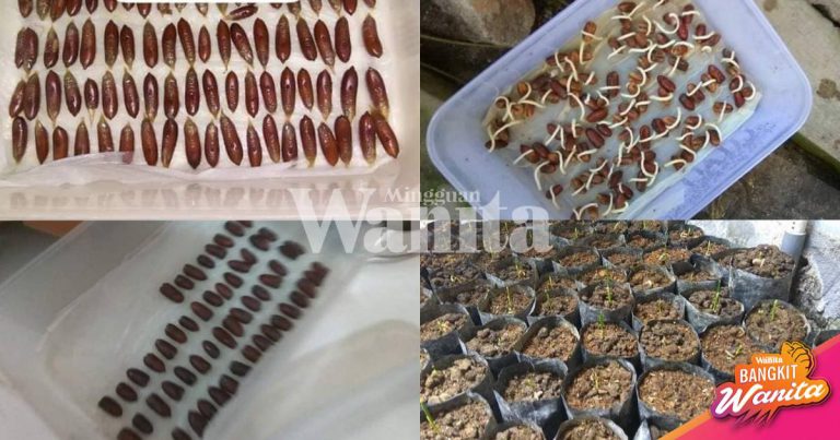 Jangan Buang Biji Kurma, Ini Cara Nak Tanam Pokok Kurma Sendiri