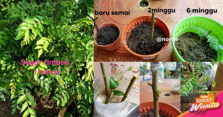 Semai POKOK KARI Dalam Pasu, Rendam Batang Dahulu Hingga Naik Tunas
