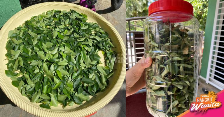 CARA SIMPAN Daun Kari, Jemur Kering Bau Kekal Sama Tahan Berbulan!
