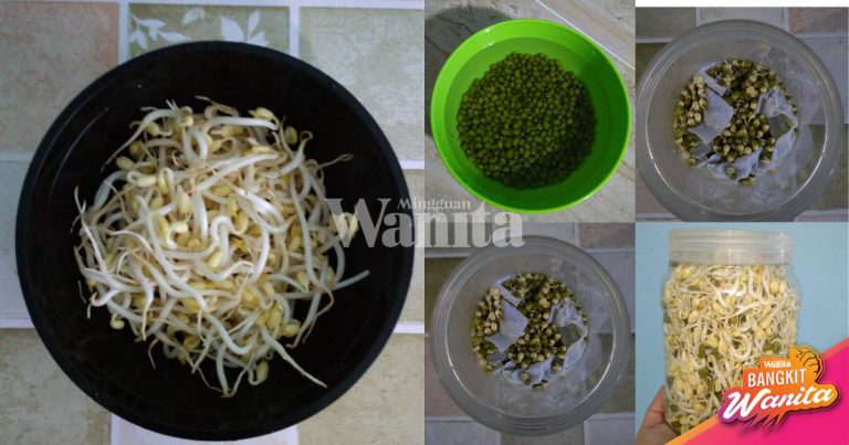 Mudahnya Tanam Taugeh,  Siram 2 Kali Sehari, Hasilnya Gemuk Macam Beli Di Kedai