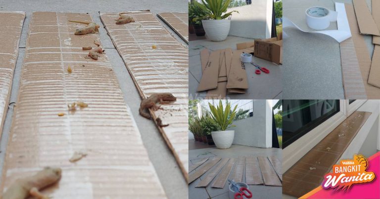DIY Perangkap CICAK Mudah Jimat Kos, Guna Kotak & Double Sided Tape!