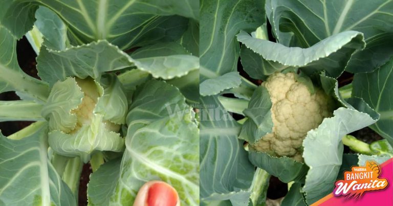 TIP Tanam Sayur KUBIS BUNGA, 3 Atau 4 Bulan Dah Boleh Tuai Hasil