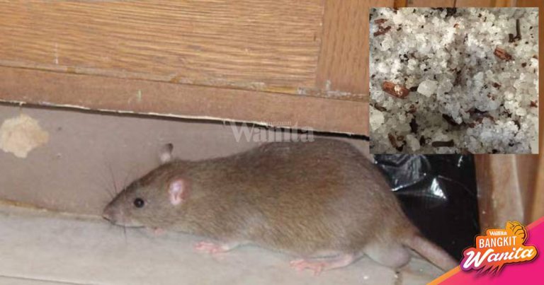 Campuran RAMUAN Berkesan Halau Ular & Tikus, Letak Dekat Penjuru Rumah!