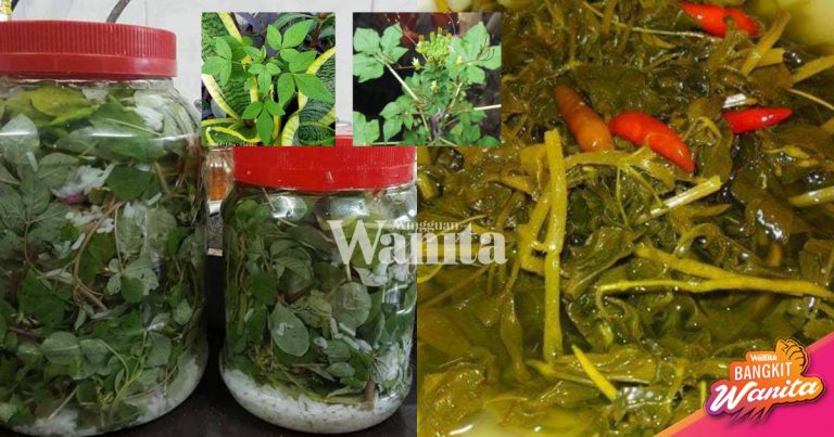 Cara Buat Jeruk MAMAN Kena Pilih Berdaun LIMA, Simpan Dalam Peti, TAHAN LAMA