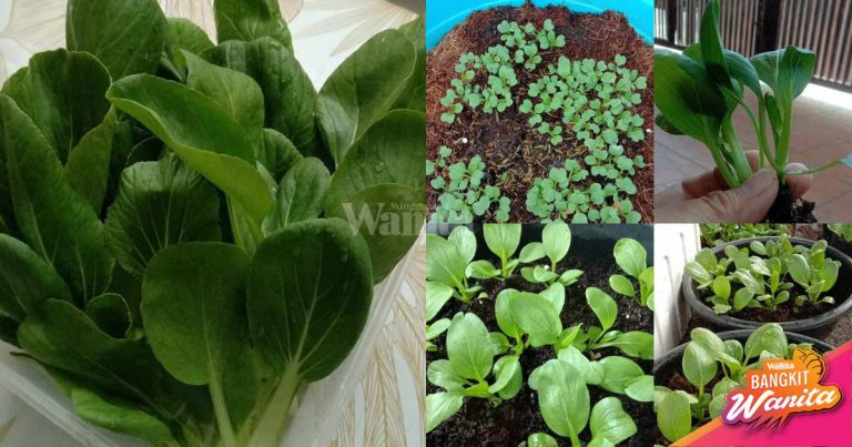 SEMAI Pakchoy Cepat Membesar, Selepas Keluar Daun PENTING Bagi ‘Direct’ Cahaya 8-12