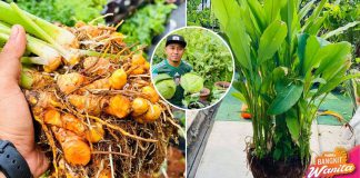 Begini Cara Biakkan Pokok Kunyit, Hasilkan Isi Yang Lebat