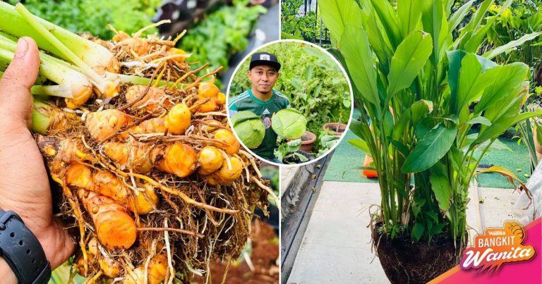 Begini Cara Biakkan Pokok Kunyit, Hasilkan Isi Yang Lebat