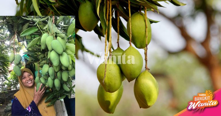 Petua Pokok Berbuah Lebat, Tak Berulat, Tabur Garam & Guna Minyak Masak Terpakai