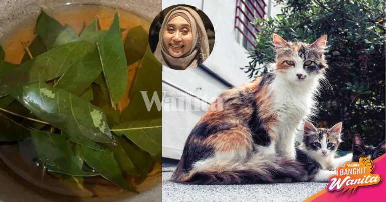 Bagi Minum Air Rebusan Daun DURIAN BELANDA, Petua & Ikhtiar Rawat KUCING FIP
