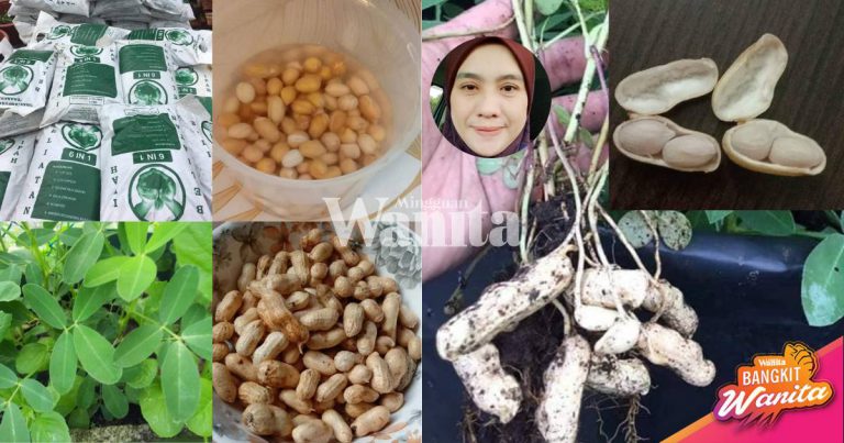 Cara Tanam Kacang Tanah Paling Mudah, Tak Perlu Jagaan, 3 Bulan Dapat Hasil