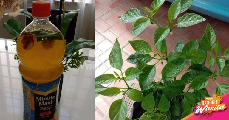 Buat Sendiri ‘Air Kuciba’ Semburan Organik Atasi Masalah Pada Daun & Batang Pokok!