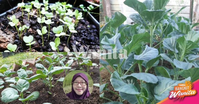 Berbaloi Tanam Kailan, Guna Teknik ‘Cut-Come Again’, Satu Pokok Hasilnya 5 Kali