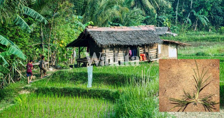 Rupanya Gelaran RUMPUT DEGIL Ini Banyak Manfaatnya, Jangan Pandang Sebelah Mata!