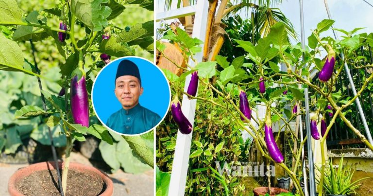 Kaedah Tanam Terung Dalam Pasu Tepi Rumah, Berbuah Lebat Lagi Elok