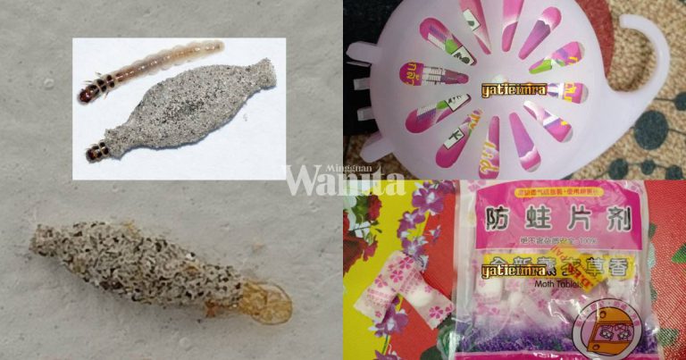 Wanita Ini Kongsi Cara Mudah Nak Hapus & Kawal Ulat Habuk Di Rumah